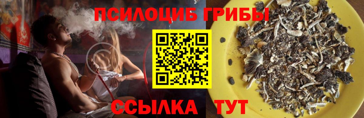 Биробиджан  Псилоцибиновые грибы прущие грибы  Вход с VPN  Галлюциногенные грибы прущие грибы 